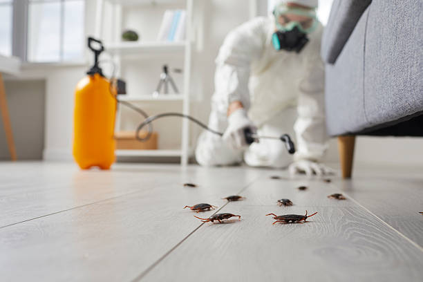 Commercial Rodent Management in Carrizo Hill